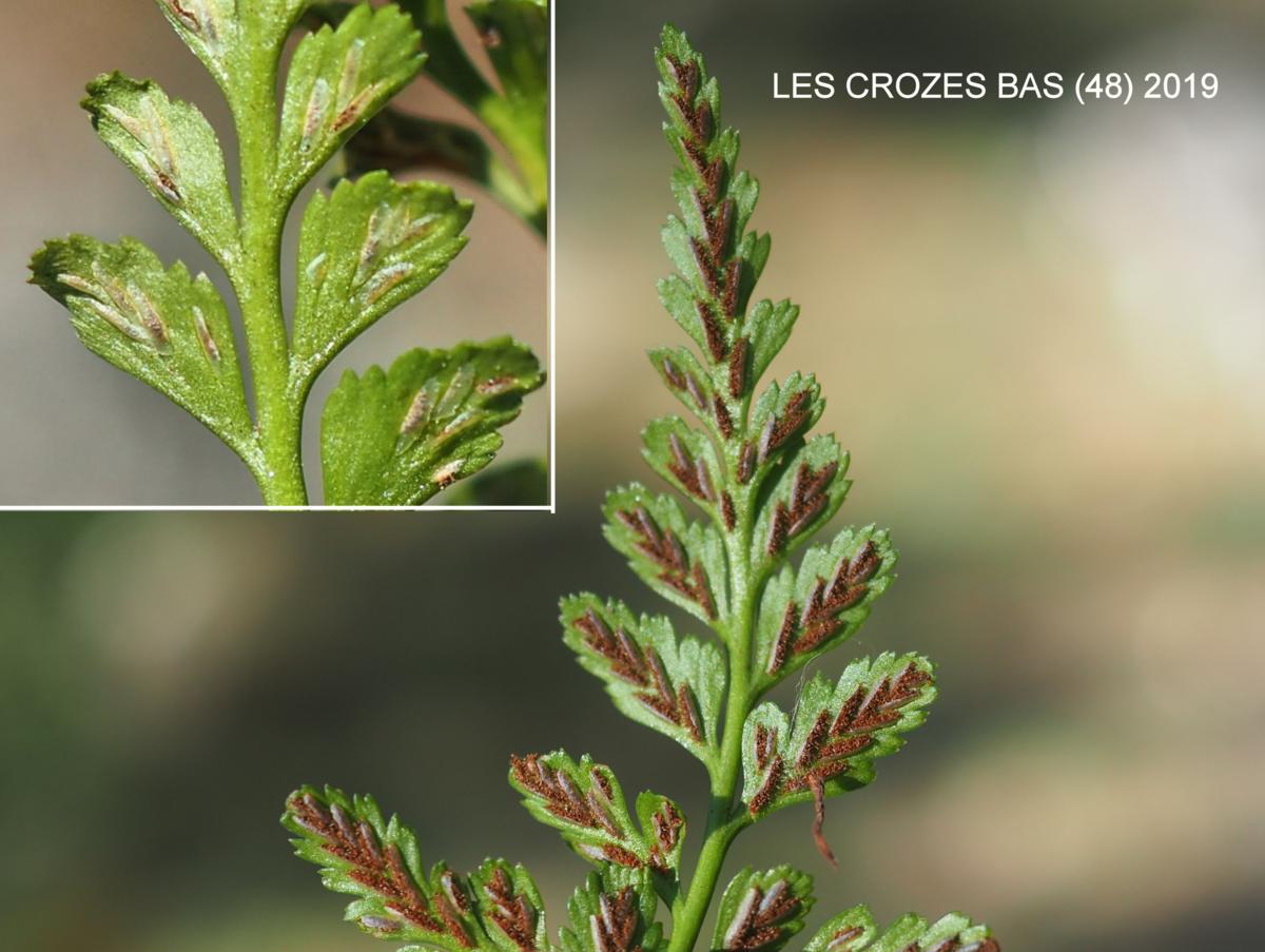 Spleenwort, Black fruit